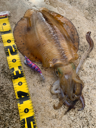 アオリイカの釣果