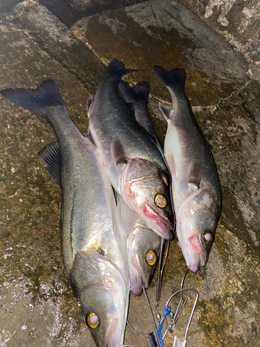 フッコ（マルスズキ）の釣果