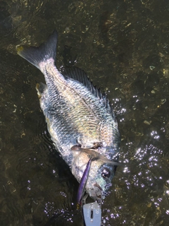 キビレの釣果