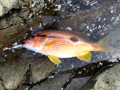 ヨコスジフエダイの釣果