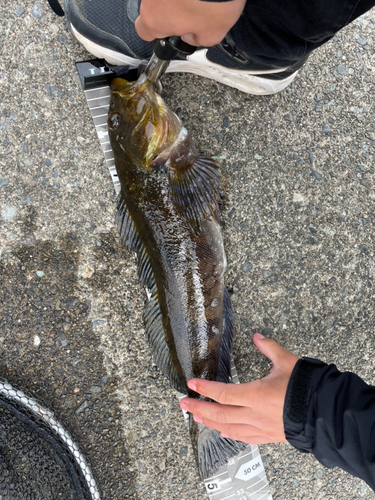 アイナメの釣果