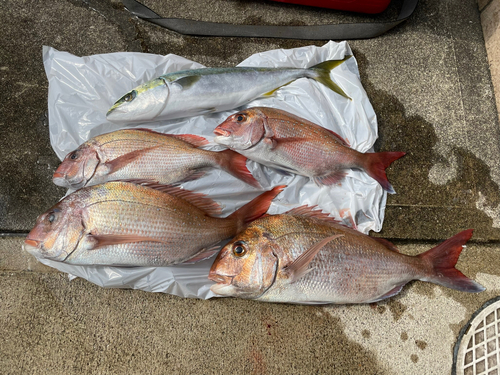 マダイの釣果