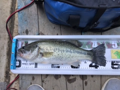 ブラックバスの釣果