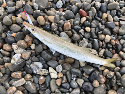 カマスの釣果