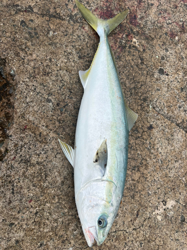 イナダの釣果