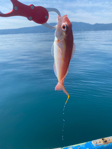 イトヨリダイの釣果