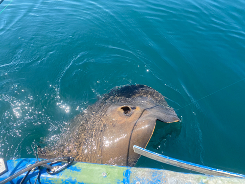 アカエイの釣果