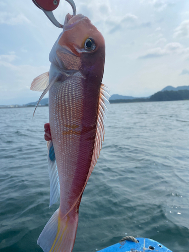 アマダイの釣果