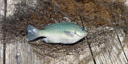 グレの釣果