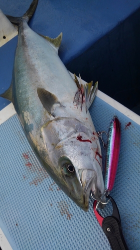 ヒラマサの釣果