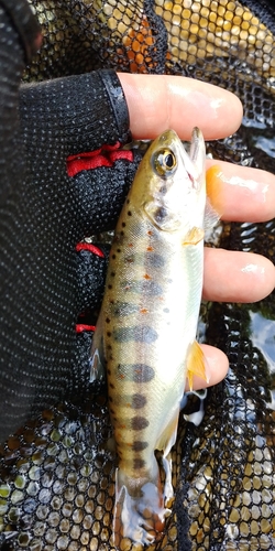 アマゴの釣果