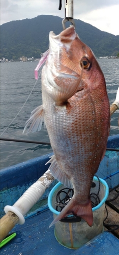 マダイの釣果