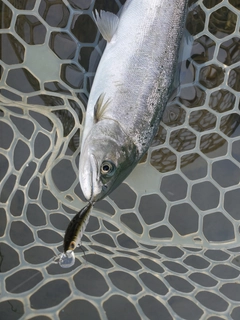 サクラマスの釣果