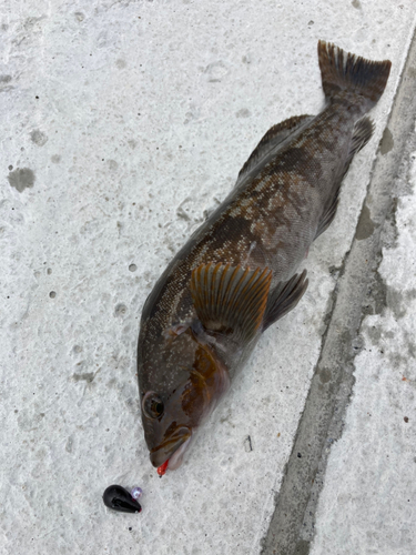 アイナメの釣果