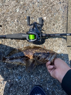 タケノコメバルの釣果