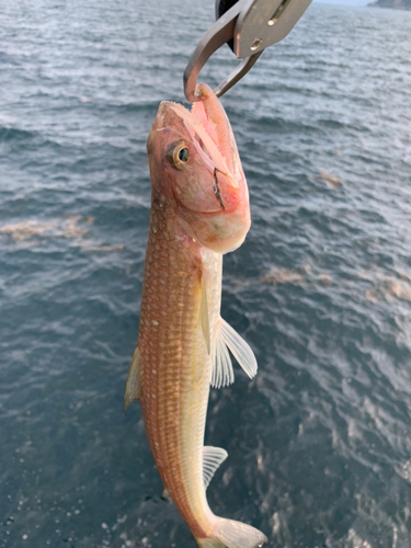 エソの釣果