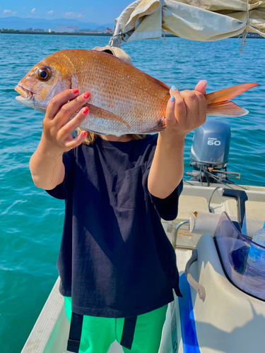 マダイの釣果