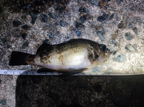 メバルの釣果