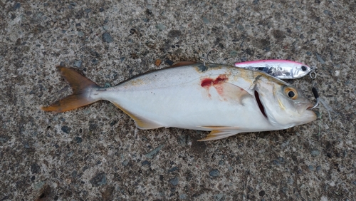 ショゴの釣果