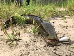 ライギョの釣果