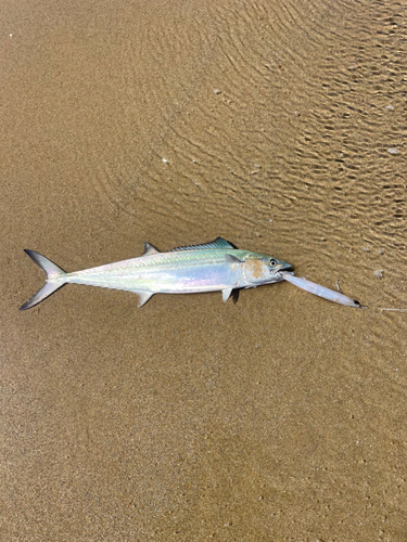 釣果