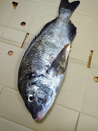 チヌの釣果