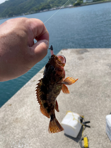 カサゴの釣果