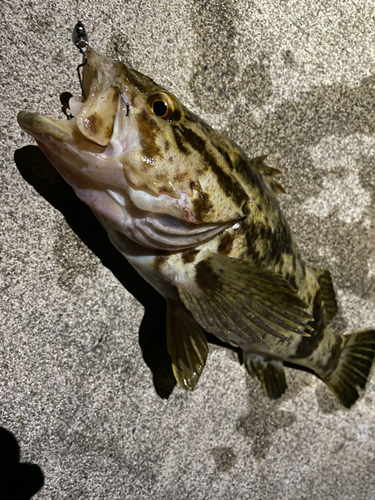 ベッコウゾイの釣果