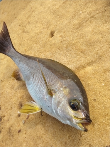 イサキの釣果