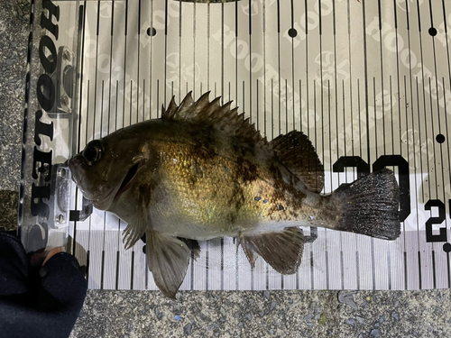 メバルの釣果