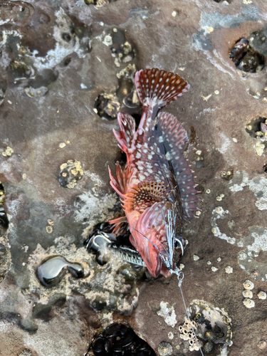 アラカブの釣果