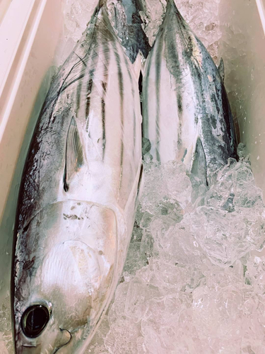 カツオの釣果