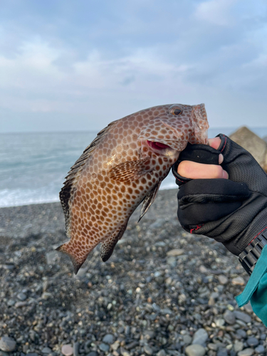 オオモンハタの釣果