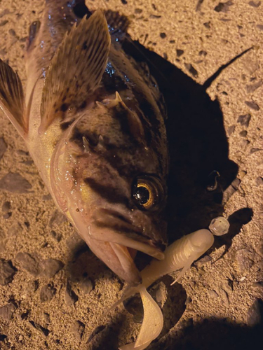 クロソイの釣果