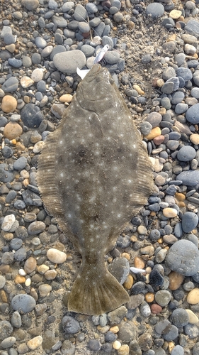 ヒラメの釣果