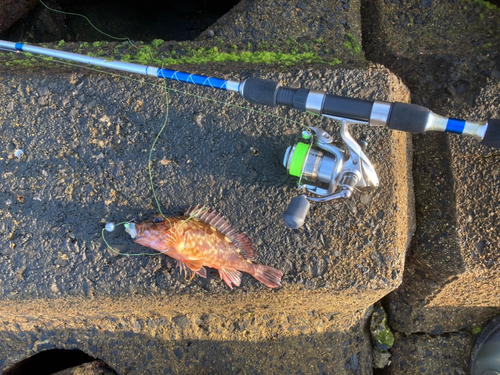 カサゴの釣果