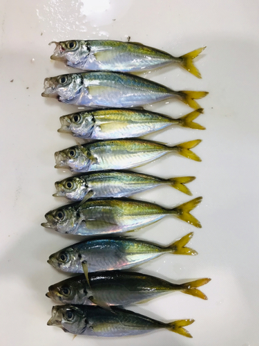 アジの釣果