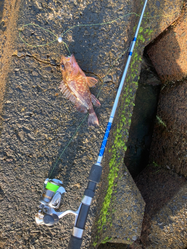 カサゴの釣果