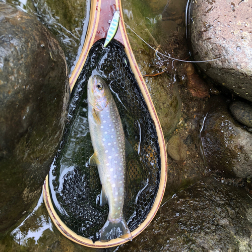 エゾイワナの釣果