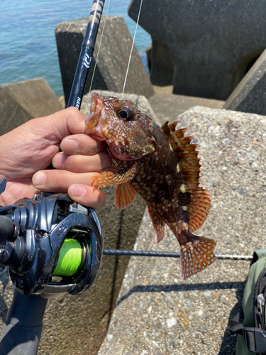 カサゴの釣果