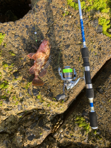 カサゴの釣果