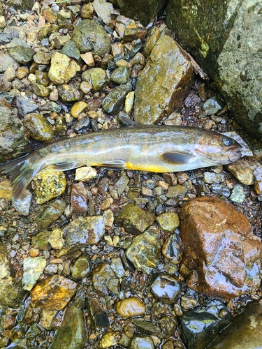 イワナの釣果