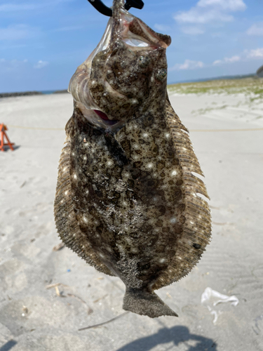 ソゲの釣果