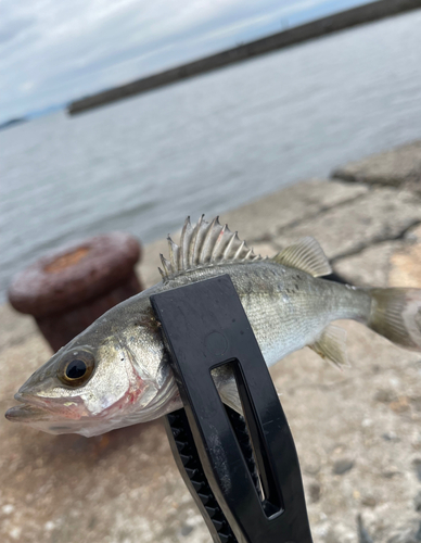 セイゴ（タイリクスズキ）の釣果