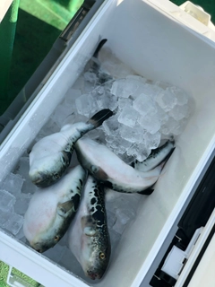 トラフグの釣果