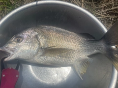 キビレの釣果