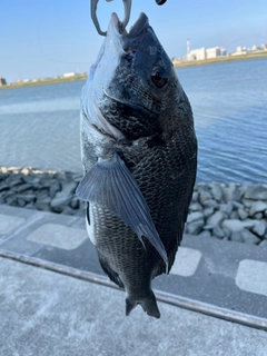 クロダイの釣果