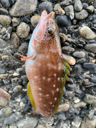 ベラの釣果