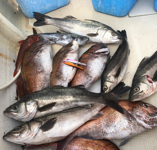 マダイの釣果