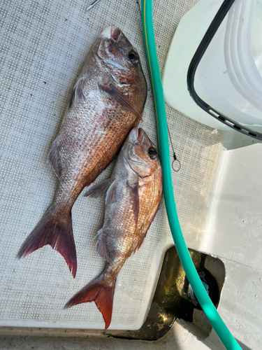 マダイの釣果